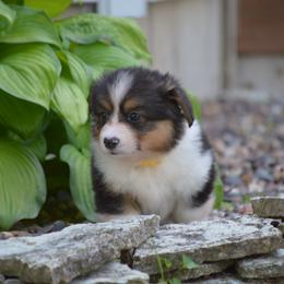 Pembroke Welsh Corgi Puppies from C&G Corgis