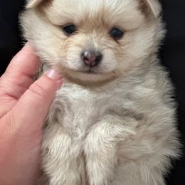 Pomeranian Puppies from Patricia's Pomeranians