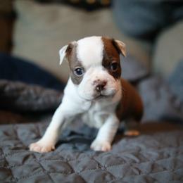 Rebel - Seal and white male Boston Terrier puppy in Seguin, Texas from Campos Farms