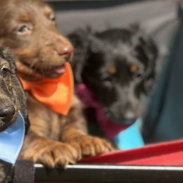 Dachshunds from Sissy’s Miniature Dachshunds