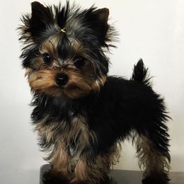 Yorkshire Terriers from Fur Fairy Yorkies