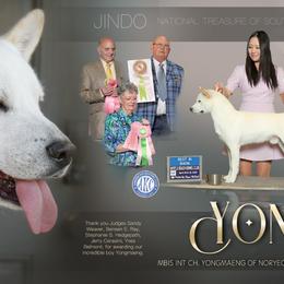 Jindo All Grown Up from Hwarang Kennel Korean Jindo | 화랑 진돗개