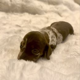 Fudge - Dapple male Dachshund puppy in Corona, California from Over The Moon Dachshunds