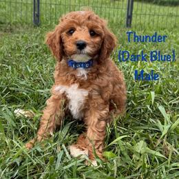 Thunder - Red  male Goldendoodle puppy in De Pere, Wisconsin from Kinzor Kennels