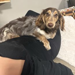 Dachshund puppies from Teenie Little Hearts