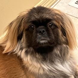 Max - Pekingese