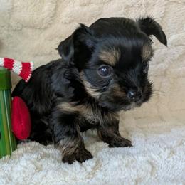 Unit - 1875 - Black and tan male Yorkshire Terrier puppy in Sonora, Kentucky from Maple Hill Miniature Dachshunds