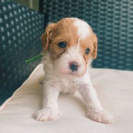 Cabo - Blenheim male Cavapoo puppy in Van Alstyne, Texas from Home Grown Puppies