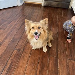 Pembroke Welsh Corgis from Eden Farms Corgis