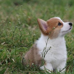 Cardigan Welsh Corgi and Pembroke Welsh Corgi Puppies from QueenE Corgi Farm