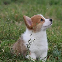 Cardigan Welsh Corgi and Pembroke Welsh Corgi Puppies from QueenE Corgi Farm