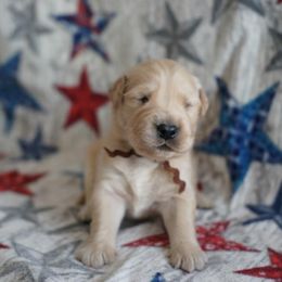 Golden Retriever Puppies from Double Down Retrievers