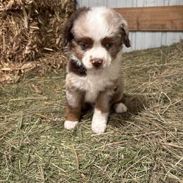 Miniature Australian Shepherd Puppies from Mid-Plains Mini Aussies