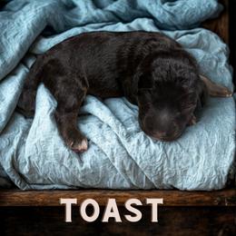 Toast - Sable male Aussiedoodle puppy in Ellenburg Center, New York from Kristin's Puppies