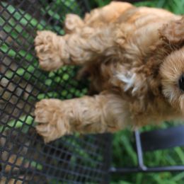 Australian Labradoodle Puppies from Cotton Creek Labradoodles