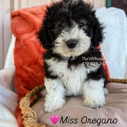 Miss Oregano - Black and white female Sheepadoodle puppy in Sulphur Bluff, Texas from V6 Ranch Dogs