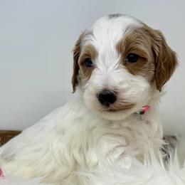 Pink Male - Parti male Goldendoodle puppy in Great Falls, Montana from Montana Goldendoodles