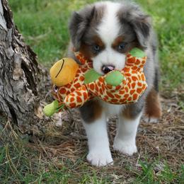 Boy 1 - Blue merle male Miniature Australian Shepherd puppy in Lawton, Oklahoma from Lindsey’s Aussies