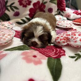 Evie - Red and tan female Shih Tzu puppy in Temple, Pennsylvania from Kathy Diego's Shih Tzus