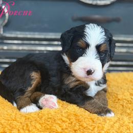 Porche - Tri-color female Bernedoodle puppy in Henry, Illinois from Rowe Farms Doodles
