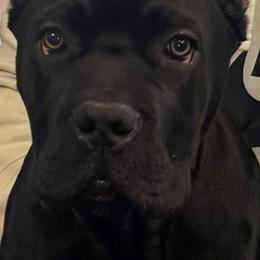 Cane Corso from Guardian Corso's