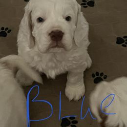 Clumber Spaniel Puppies from Briton Clumber Spaniels