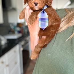 Copper - Red  male Goldendoodle puppy in Marion, Ohio from Doodles & Doxies