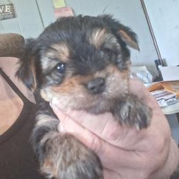 Issac - Black and tan male Yorkshire Terrier puppy in Jacksonville, Arkansas from Royal Yorkie Terrier