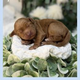 McIntosh - Apricot male Australian Labradoodle puppy in Gladstone, Oregon from Beaver State Labradoodles