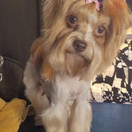 Kiwi - Yorkshire Terrier