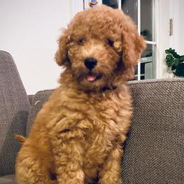 Mr. Penut Butter - Apricot male Goldendoodle puppy in Bentonville, Arkansas from Bentonville Doodles