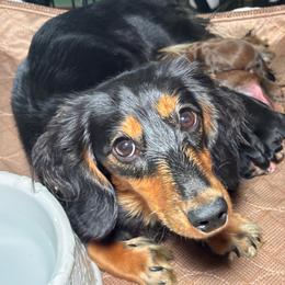 Billie Girl - Dachshund