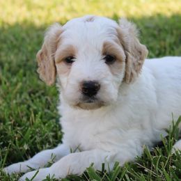 Cavalier King Charles Spaniels, Cavapoos, and Pomskies from Hatz Off Puppies