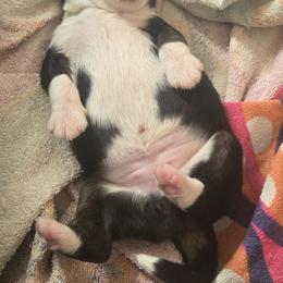 Girl 1 - female Miniature Australian Shepherd puppy in Hedgesville, West Virginia from Wishing Tree Minis