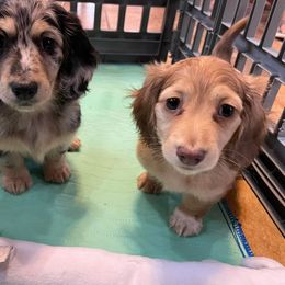 Dachshund Puppies from MK Minidox