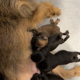 Boy 2 - Black and tan male Brussels Griffon puppy in Yucaipa, California from Griffs & Giggles Ranch - The Cortez Family