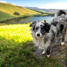 Rhu - Aussiedoodle