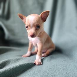 Vaughn - Fawn and white male Chihuahua puppy in Goodman, Missouri from Jessica's Dashing Dachsunds and Chihuahuas
