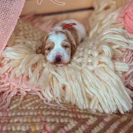 Lovie - Chocolate female Australian Labradoodle puppy in Decatur, Alabama from Southern Meadows Doodles
