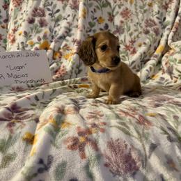 Logan AKC Cream - Cream male Dachshund puppy in Magnolia, Texas from J&R Macias Dachshunds