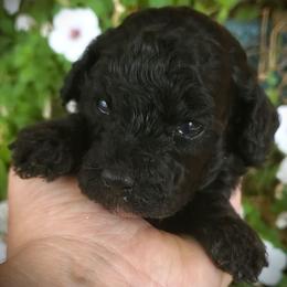 Lilac Toy Poodle Raised in Home - Black female Poodle puppy in Falcon, Missouri from Cedar House Heritage Poodles | AKC Toy & Miniature Poodle Puppies Raised in Home