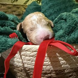 Winter - Cream female Poodle puppy in Richlands, North Carolina from PND Kennel