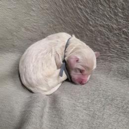 Gunner - Cream male Goldendoodle puppy in Summerfield, North Carolina from Lila's Teddybear Goldendoodles