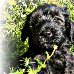 Miniature Schnauzers, Schnoodles, and Shihpoos from Pups Furever