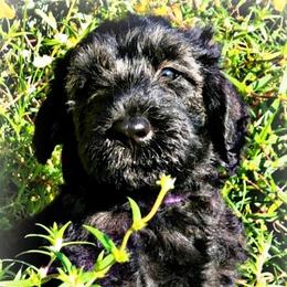 Miniature Schnauzers, Schnoodles, and Shihpoos from Pups Furever