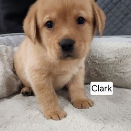 Clark (black collar) - Yellow male Labrador Retriever puppy in Greenwich, Ohio from Pure Gem Kennel