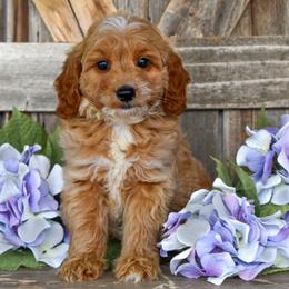 Marion - Light Pink Collar - Apricot female Goldendoodle puppy in Macedon, New York from Toodles Goldendoodles