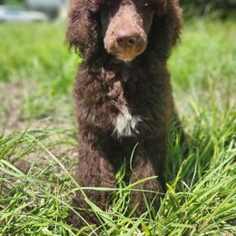 Girl 2 - Poodle puppy from JEN's Poodles