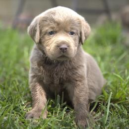 Mr. Black - Chocolate male Labrador Retriever puppy in Morrill, Kansas from Grimm Girls Farm
