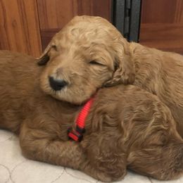 Goldendoodle Puppies from Sunkissed Doodles